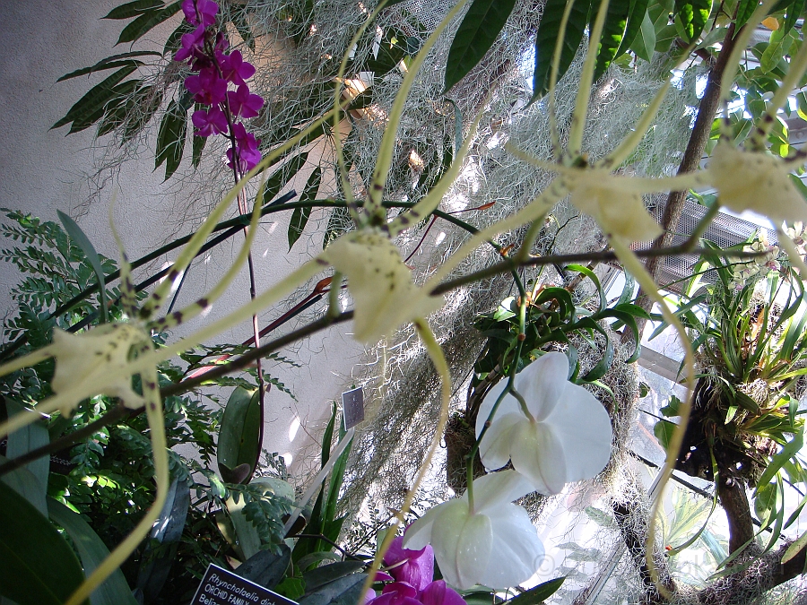 Washington DC [2009 July 04] 120.JPG - Scenes from The United States Botanic Garden